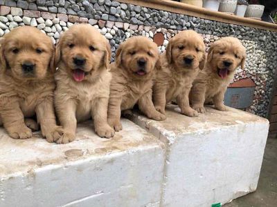 golden thuần chủng. Mua bán Chó tại Quận Long Biên Hà Nội được đăng bởi bông pet