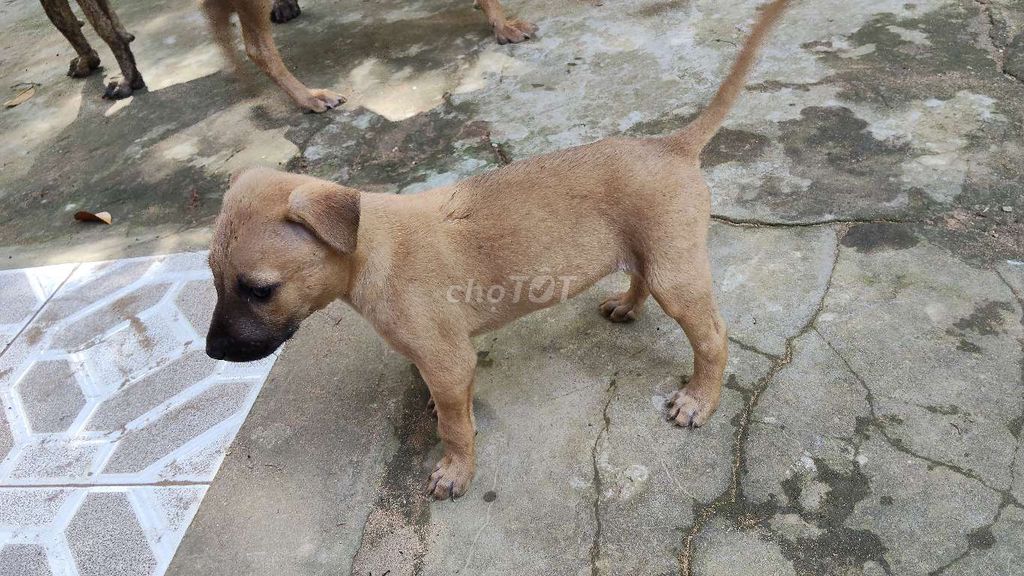 Chó con màu Nâu. Mua bán Chó tại Thành phố Trà Vinh Trà Vinh được đăng bởi Pilo Nguyen hình 1