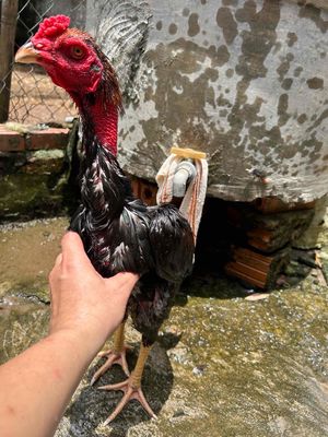 Gà chọi trống màu Đen, đỏ