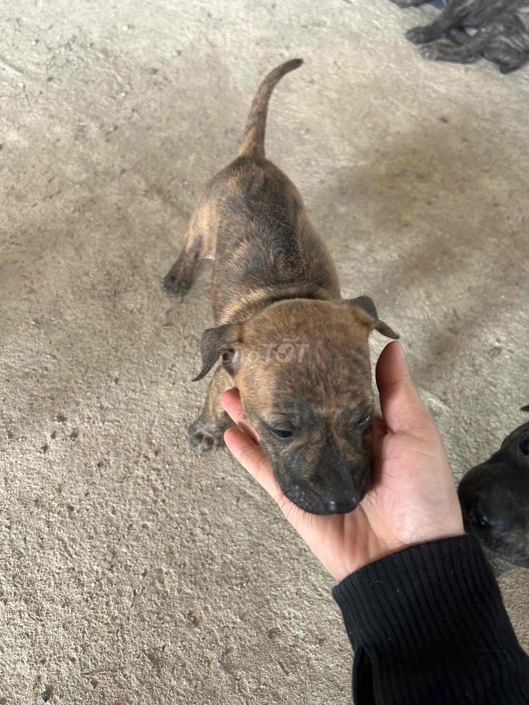 Chó Phú Quốc lai Rottweiler Đực Cái. Mua bán Chó tại Huyện Chơn Thành Bình Phước được đăng bởi Thu Hồng hình 3