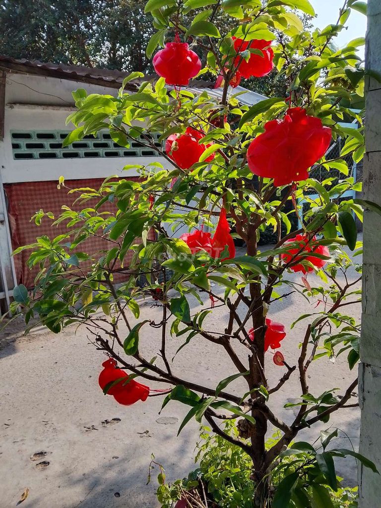 Mai vàng 2 cây đã qua sử dụng. Mua bán Cây cảnh, đồ trang trí tại Thành phố Vĩnh Long Vĩnh Long được đăng bởi Vanhiep Tran hình 1