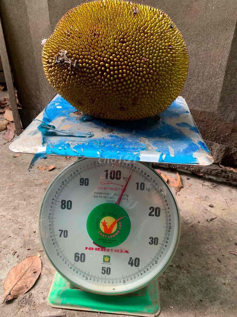 Mít dai 6kg nhà trồng không hoá chất. Mua bán Đồ ăn, thực phẩm và các loại khác tại Quận Nam Từ Liêm Hà Nội được đăng bởi Hung hình 1