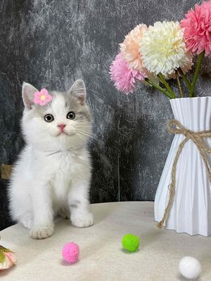 Mèo anh lông ngắn thuần chủng giá từ 1.5củ khoai. Mua bán Mèo tại Quận Tân Bình Tp Hồ Chí Minh được đăng bởi Như Ý