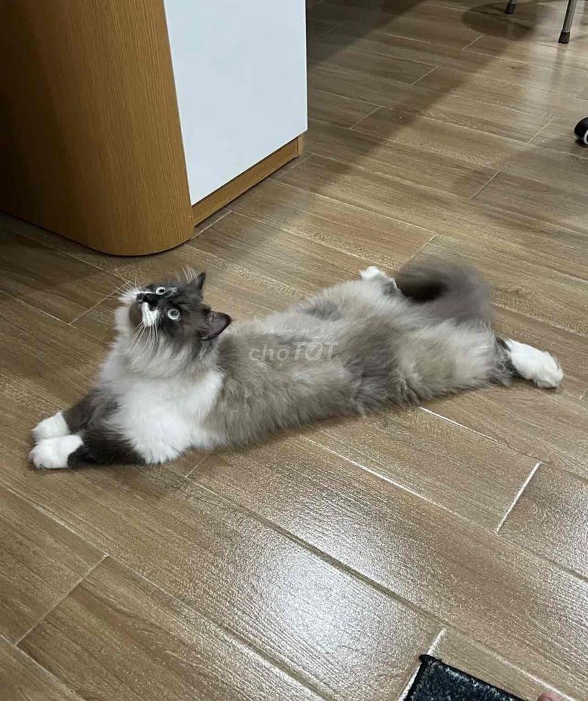 Mèo Himalaya Xám trắng có fixxxx. Mua bán Mèo tại Quận Nam Từ Liêm Hà Nội được đăng bởi Ng Chau hình 1