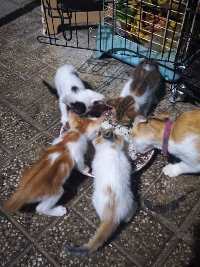 Mèo con và mèo mẹ nhiều màu. Mua bán Mèo tại Huyện Châu Đức Bà Rịa - Vũng Tàu được đăng bởi Tran Long hình 1