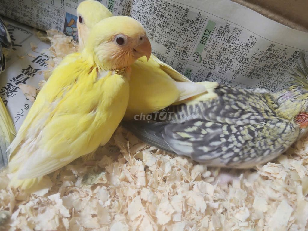 Chim Vẹt Cockatiel Vàng. Mua bán Chim tại Thành phố Thủ Đức Tp Hồ Chí Minh được đăng bởi Bui Trong Nguyen hình 1