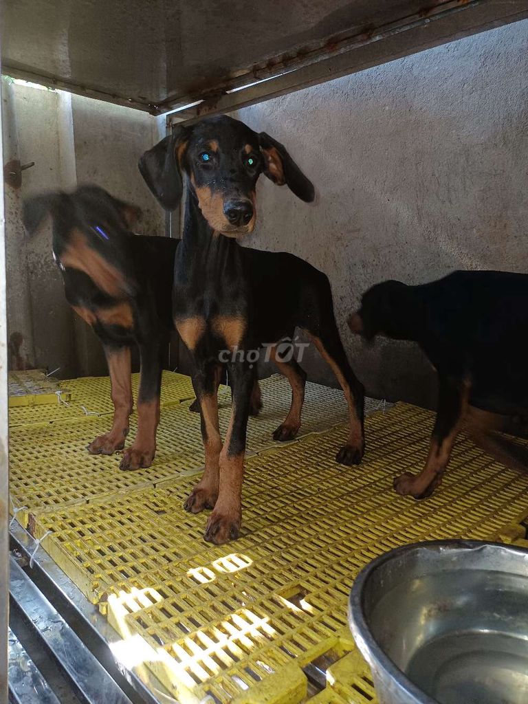 Chó Doberman con khỏe mạnh. Mua bán Chó tại Huyện An Lão Hải Phòng được đăng bởi Ngoc phi hình 4