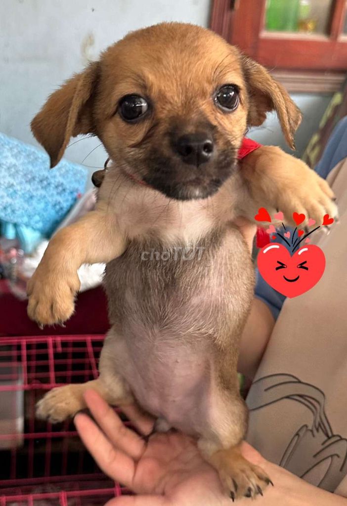 Chó Chihuahua lai Corgi, vàng 2 tháng, dưới 1kg. Mua bán Chó tại Thành phố Dĩ An Bình Dương được đăng bởi Thanh Trúc hình 2