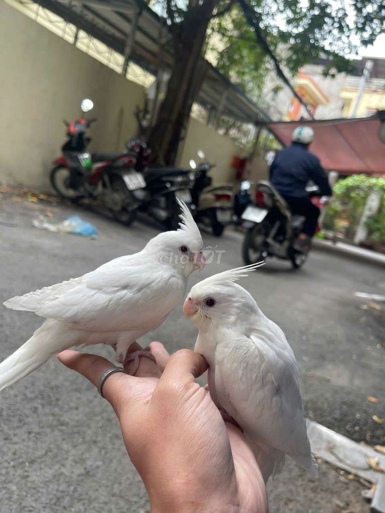 Chim cock thuần 3 tháng