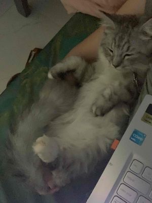 Mèo anh lông dài 8th kèm đồ dùng. Mua bán Mèo tại Quận Liên Chiểu Đà Nẵng được đăng bởi Ánh Ly