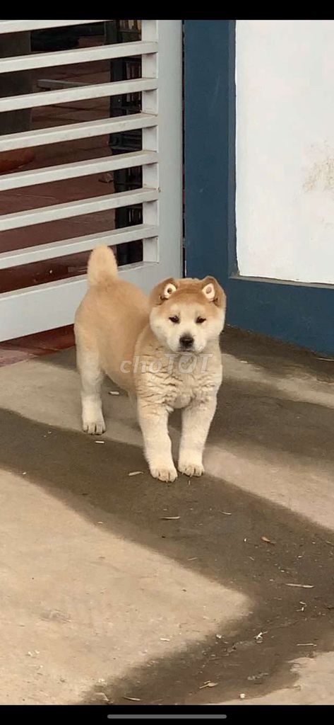 Cái vang bac ma siêu xinh