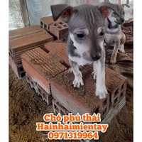 Hainhaimientay 