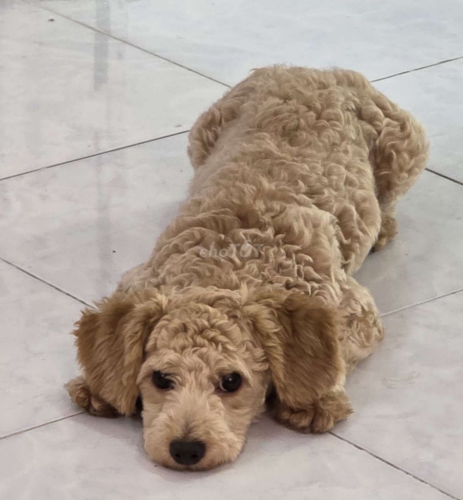 Bán Poodle + chuồng + túi đi dạo + khay vệ sinh. Mua bán Chó tại Thành phố Rạch Giá Kiên Giang được đăng bởi Tvkhen Pkc hình 1