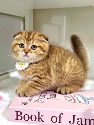 Mèo anh lông ngắn hổ tai cụp tappy