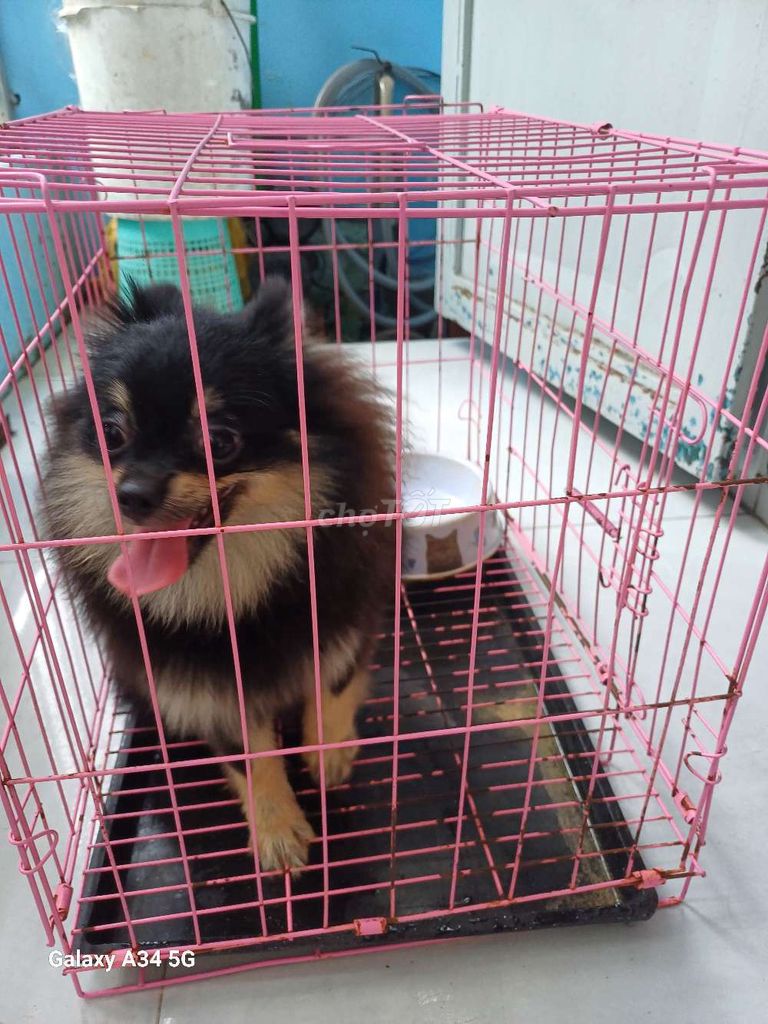 Chó Black Tan 6 tháng Đen, Nâu vàng. Mua bán Chó tại Quận 12 Tp Hồ Chí Minh được đăng bởi Trần Nguyên hình 1