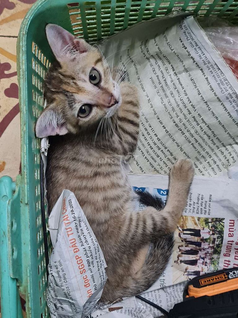 Mèo aln lai 1 đến 3 tháng tuổi