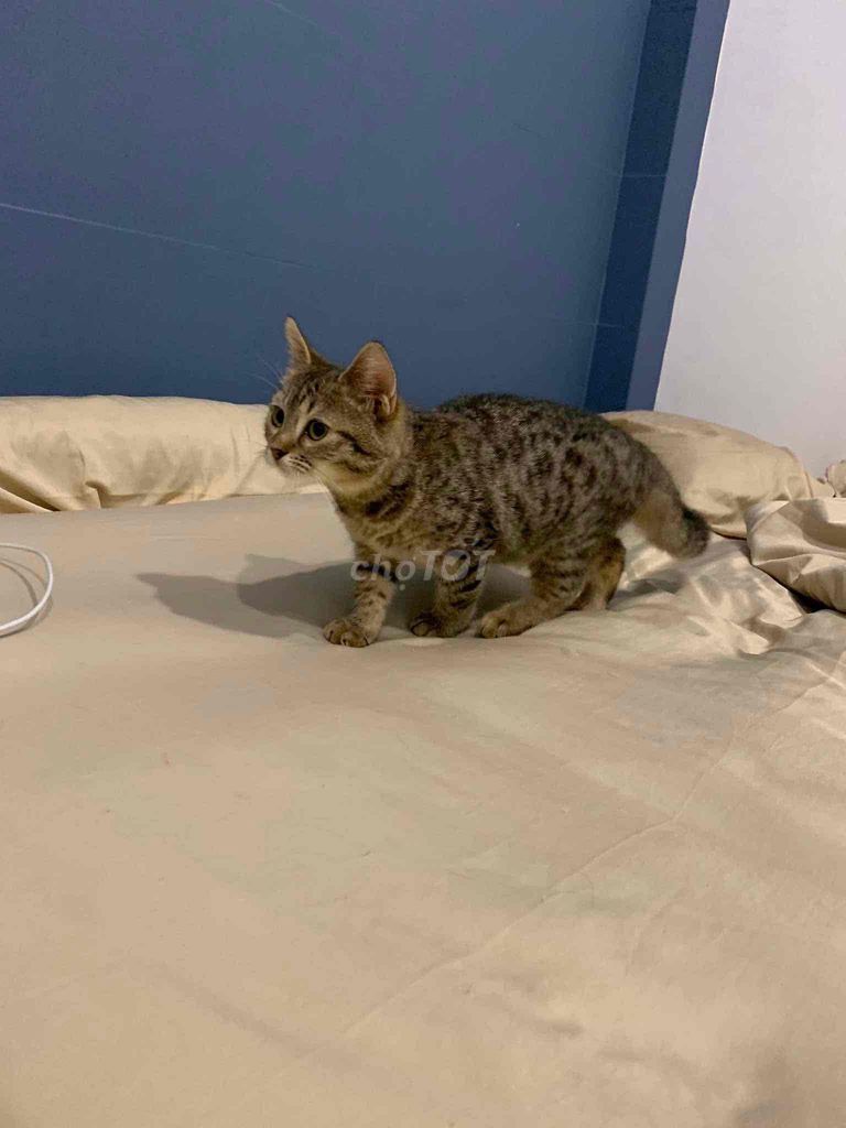 Mèo Bengal lai 4 tháng tuổi đã tiêm 3 mũi. Mua bán Mèo tại Quận 6 Tp Hồ Chí Minh được đăng bởi Nhu Nhu hình 6
