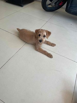 Chó Poodle cái 3 tháng đã tiêm, gl mèo lai