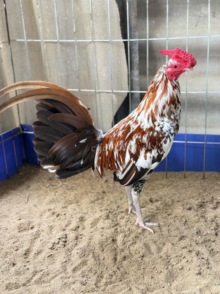 Gà Cuban lai trống 9 tháng. Mua bán Gà tại Huyện Long Thành Đồng Nai được đăng bởi Tai VN hình 1