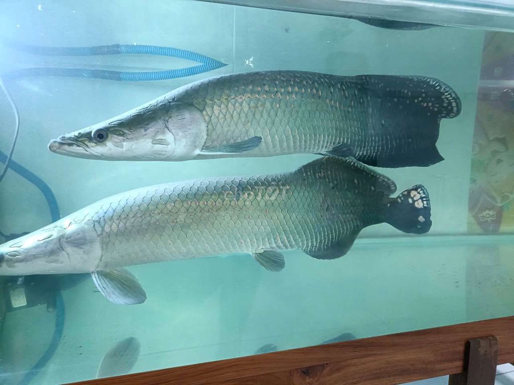 Cá hải tượng 68-69 cm. Mua bán Thú cưng khác tại Huyện Hóc Môn Tp Hồ Chí Minh được đăng bởi Đông Tà hình 1