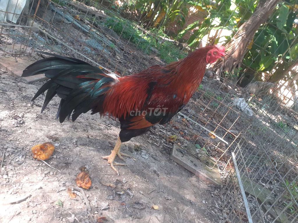 khuyến mãi gà siêu mỹ tơ ms 923. Mua bán Gà tại Huyện Gò Quao Kiên Giang được đăng bởi trại gà lai, lò cựa út mân kiên giang ship toàn quốc  hình 1