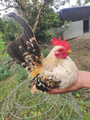 Bán 4 em trống serama màu đẹp. Mua bán Gà tại Quận Ô Môn Cần Thơ được đăng bởi Doong Hoo