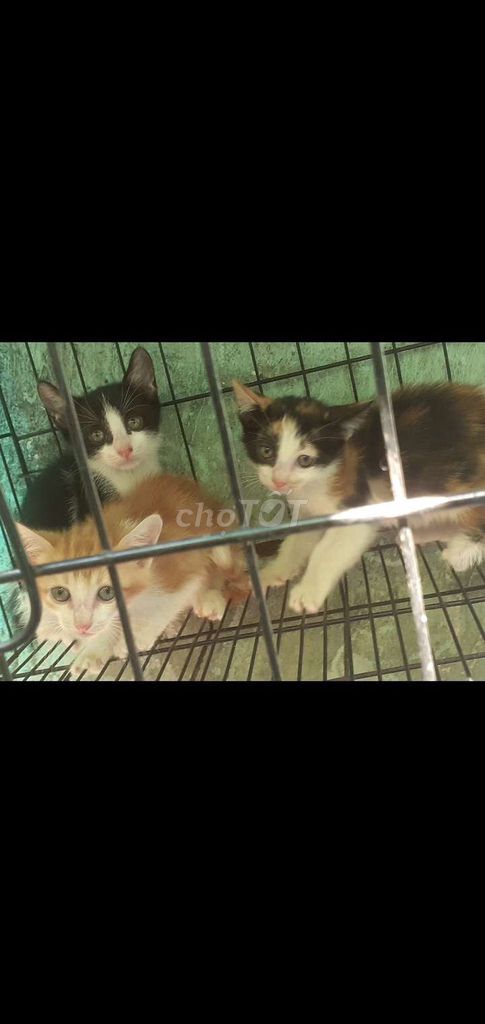 Bán 3 bé mèo. Mua bán Mèo tại Quận Bình Thạnh Tp Hồ Chí Minh được đăng bởi hoàng nguyễn hình 1