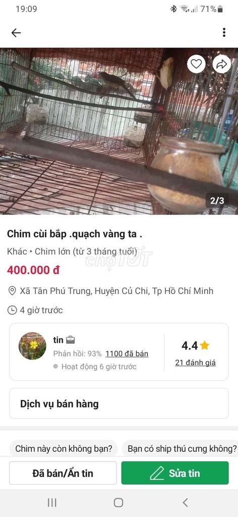 Thanh lý 2 con trao trảo vàng .5 tháng .1 năm lòng