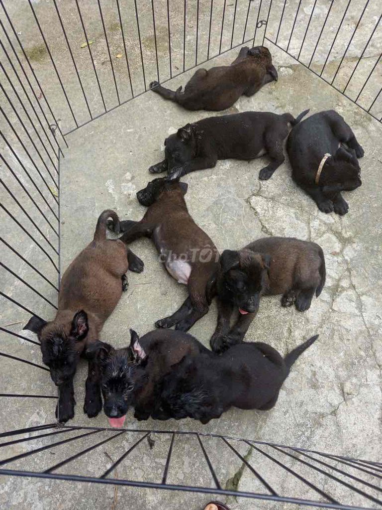 Chó Malinois thuần chủng màu đen. Mua bán Chó tại Huyện Thanh Ba Phú Thọ được đăng bởi nht hình 1