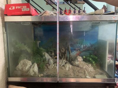 Hồ cá kính cường lực 10 ly. Mua bán Phụ kiện, Thức ăn, Dịch vụ tại Quận Tân Phú Tp Hồ Chí Minh được đăng bởi Phụng Nguyễn