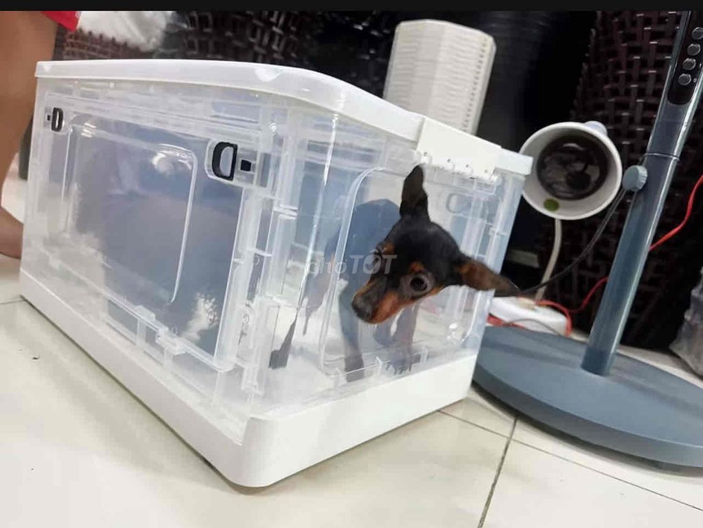 Máy sấy lông nhựa trắng size M. Mua bán Phụ kiện, Thức ăn, Dịch vụ tại Quận Bình Thạnh Tp Hồ Chí Minh được đăng bởi xuan hình 1