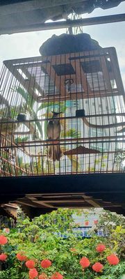 Chim chào mào Xòe cứng