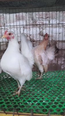 Đôi Serama mái tơ Hà Nội cho ae thích. Có vchuyen. Mua bán Gà tại Huyện Đông Anh Hà Nội được đăng bởi Trại Gà Tân Châu Hà Nội