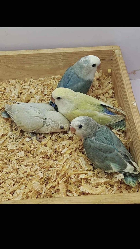 Lovebird Màu Đẹp Sưu Tầm