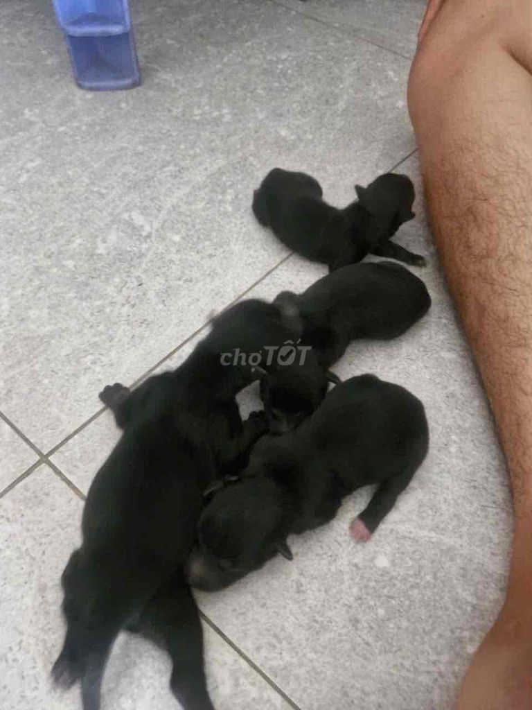 Chó con Đen 1 tuần. Mua bán Chó tại Thành phố Biên Hòa Đồng Nai được đăng bởi Thành Lê hình 1