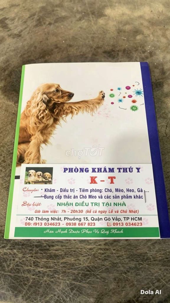 Chó Chihuahua lai Nâu. Mua bán Chó tại Quận Gò Vấp Tp Hồ Chí Minh được đăng bởi Đinh Phước Lộc hình 1