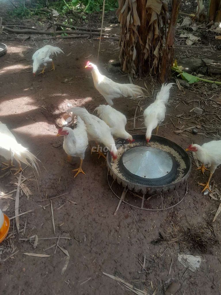 Gà giống Trắng. Mua bán Gà tại Huyện Trần Đề Sóc Trăng được đăng bởi Trần Huyền hình 1