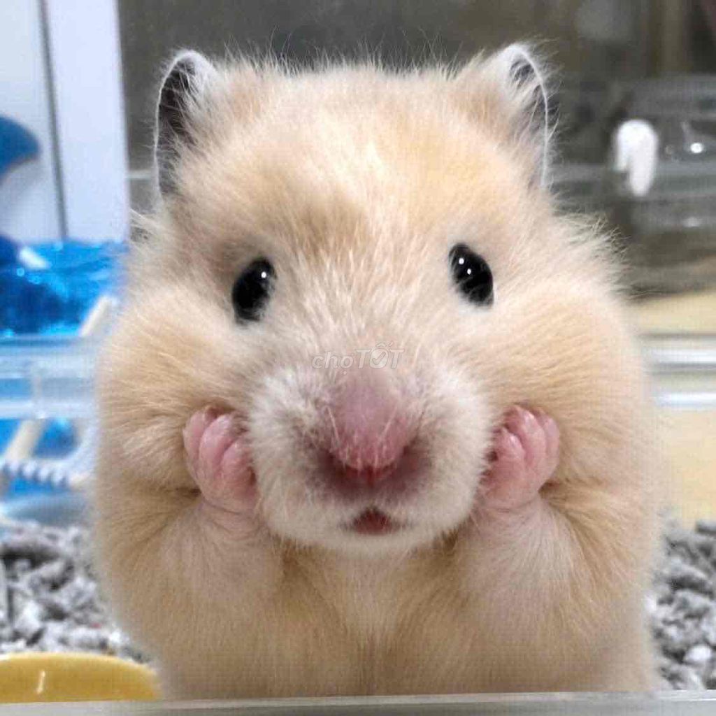 Hamster bear đực. Mua bán Thú cưng khác tại Quận Gò Vấp Tp Hồ Chí Minh được đăng bởi Hamusuta  hình 1