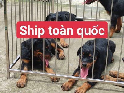Chó Rottweiler.AG. Mua bán Chó tại Thành phố Long Xuyên An Giang được đăng bởi Nhân Rottweiler 