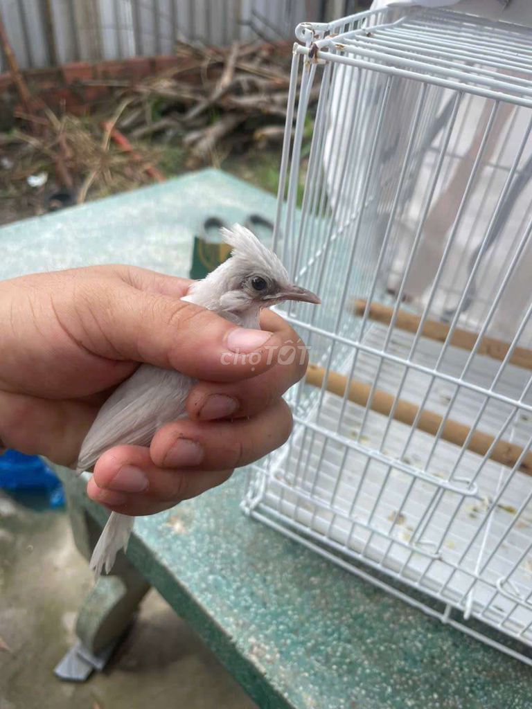 Chim chào mào xám không tật lỗi. Mua bán Chim tại Huyện Bình Chánh Tp Hồ Chí Minh được đăng bởi Thắng hình 1