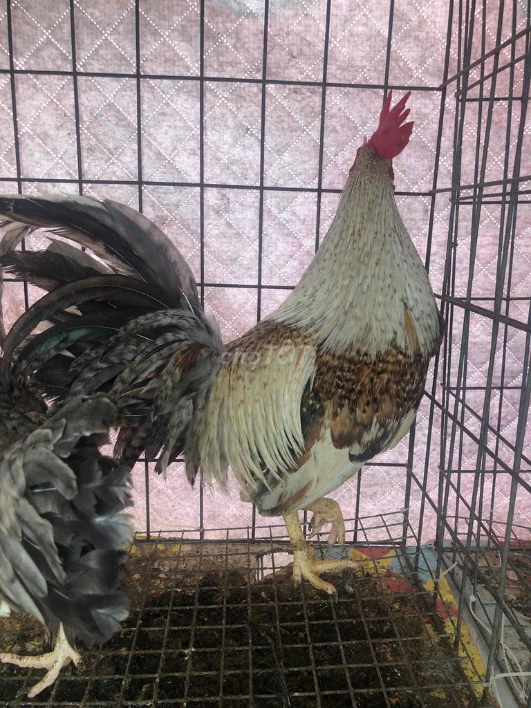 Cú 8 tháng. Mua bán Gà tại Quận Tân Phú Tp Hồ Chí Minh được đăng bởi Ngôn hình 1
