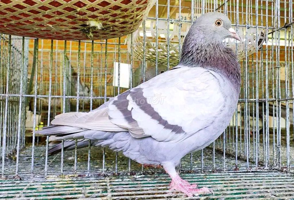 Bồ câu Titan Thái sinh sản. Mua bán Chim tại Huyện Vũng Liêm Vĩnh Long được đăng bởi Vo Phuoc Duy hình 1