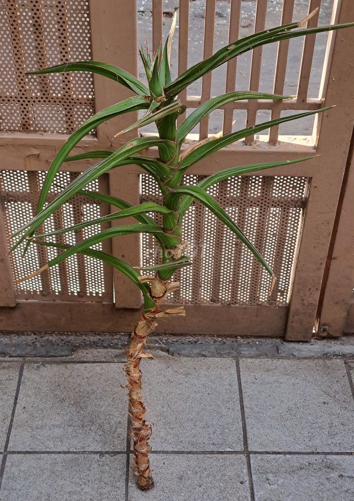 Lưỡi hổ Pinguicula (Lưỡi hổ Bông hồng). Mua bán Cây cảnh, đồ trang trí tại Quận Bình Thạnh Tp Hồ Chí Minh được đăng bởi minh hoang nguyen hình 1