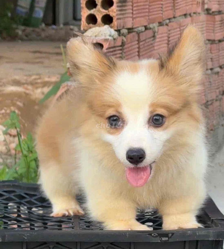 Chó Corgi con lông ngắn đã tiêm. Mua bán Chó tại Huyện Bình Chánh Tp Hồ Chí Minh được đăng bởi pom pet sài gòn hình 1