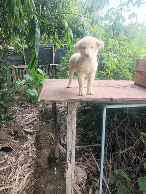 Chó Xù Đực Trắng kem Đốm lưỡi