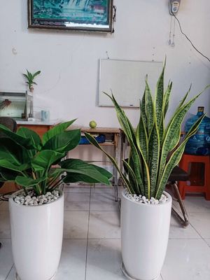 Kim tiền, lưỡi hổ, trầu bà. Mua bán Cây cảnh, đồ trang trí tại Quận Gò Vấp Tp Hồ Chí Minh được đăng bởi A Hải