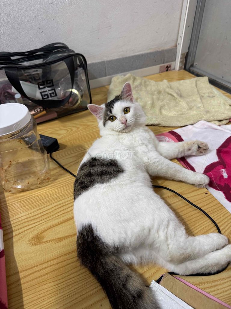 Mèo ta lai Anh lông dài đã thiến, đã tiêm. Mua bán Mèo tại Quận Hai Bà Trưng Hà Nội được đăng bởi Nguyen hình 1