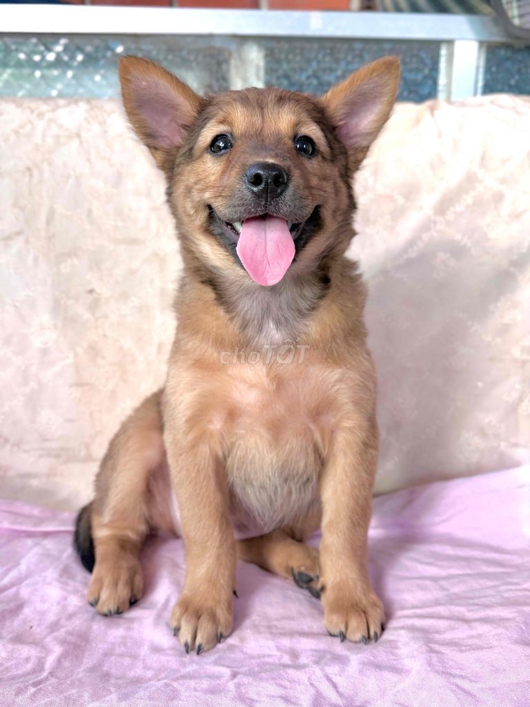 Collie lai Bec ú khôn lanh. Mua bán Chó tại Huyện Thống Nhất Đồng Nai được đăng bởi Ngoc Anh  hình 1