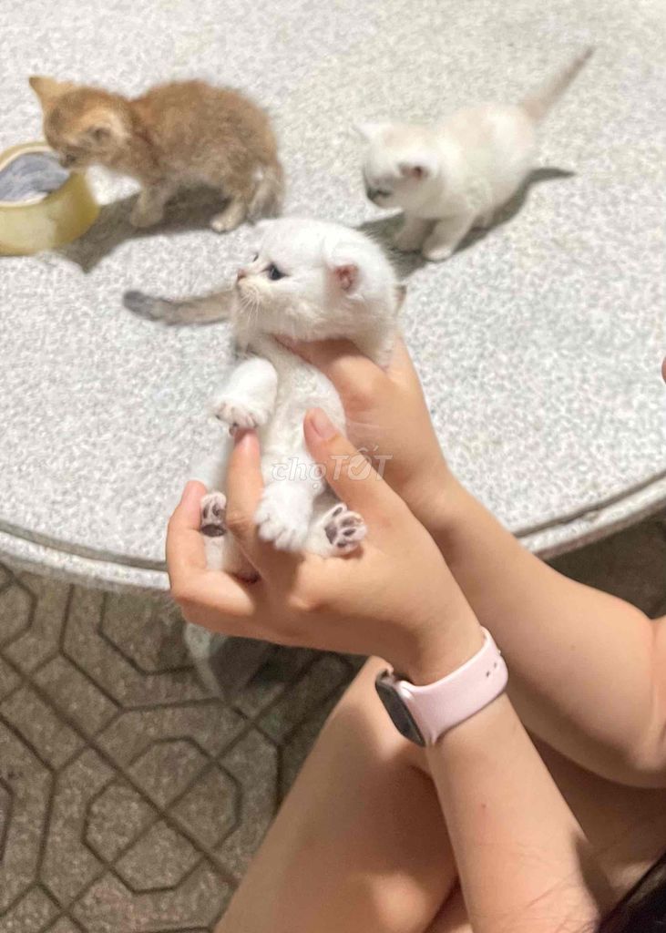 Mèo Anh lông ngắn 1.5 tháng. Mua bán Mèo tại Huyện Chơn Thành Bình Phước được đăng bởi Hồng Diễm hình 1