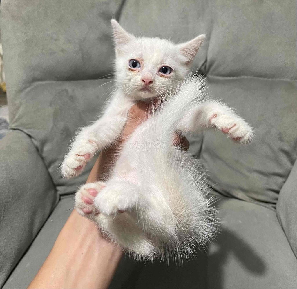 Mèo anh lông ngắn trắng , tabby , đen. Mua bán Mèo tại Thành phố Thủ Đức Tp Hồ Chí Minh được đăng bởi Chó Mèo Thủ Đức hình 1